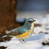 雪ルリ５