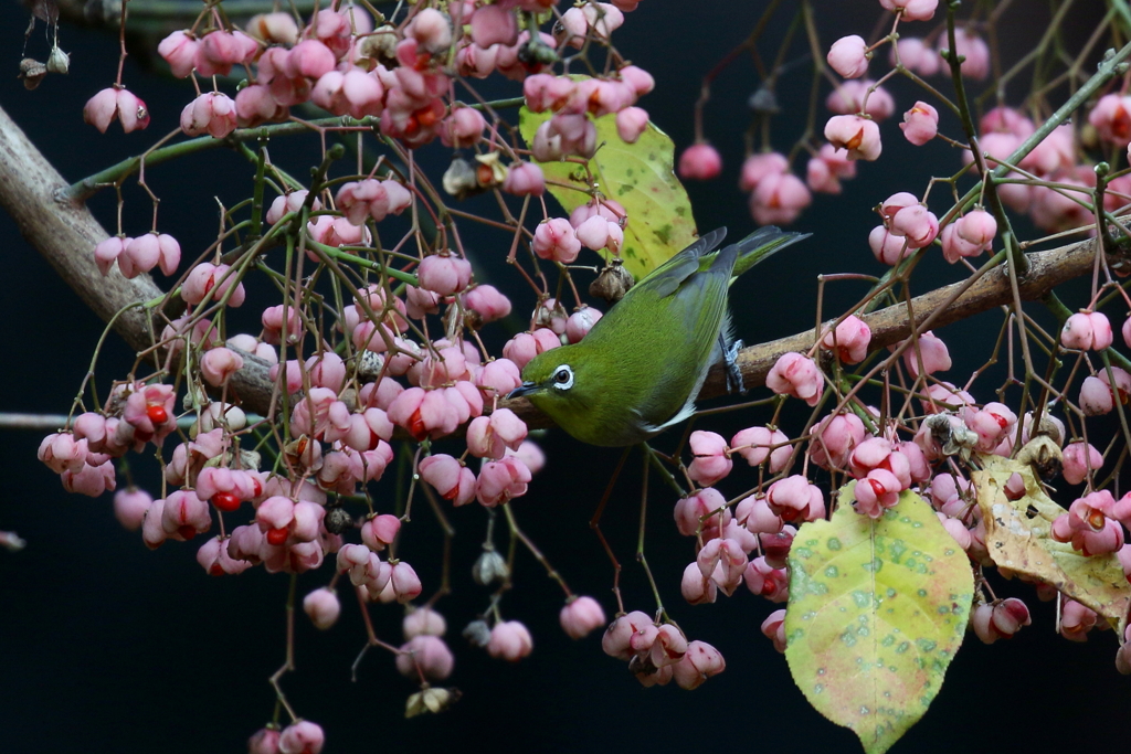 マユミとメジロ１