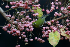 マユミとメジロ１