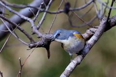 ルリビタキさん