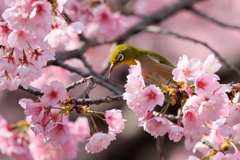 桜メジロ