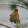 ガビチョウさん