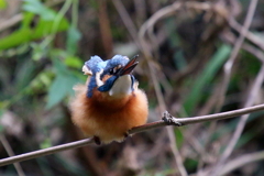 今日のカワさん２