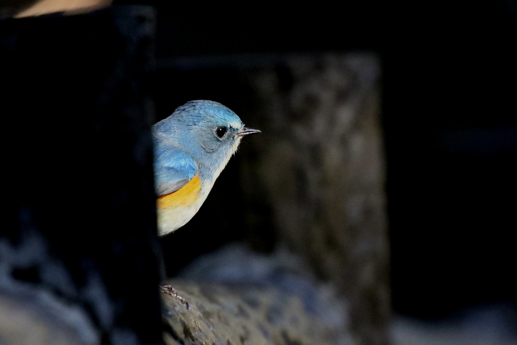 出てきておくれ