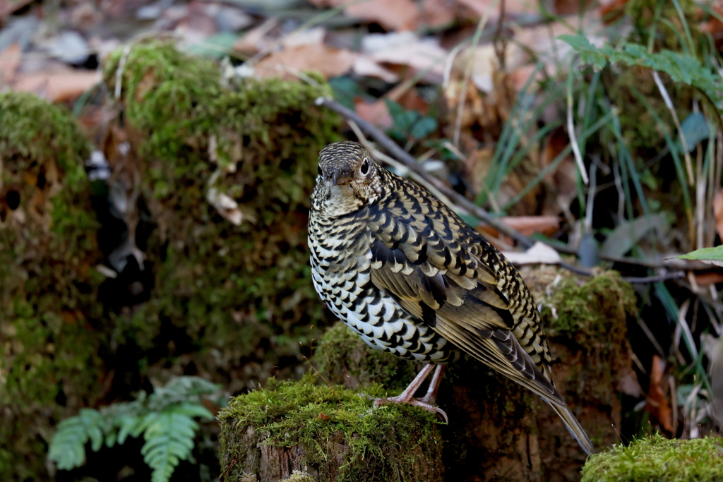 トラツグミさん