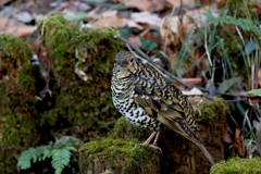 トラツグミさん