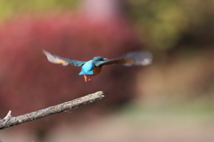 今日のカワ子ちゃん