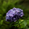 アジサイ１