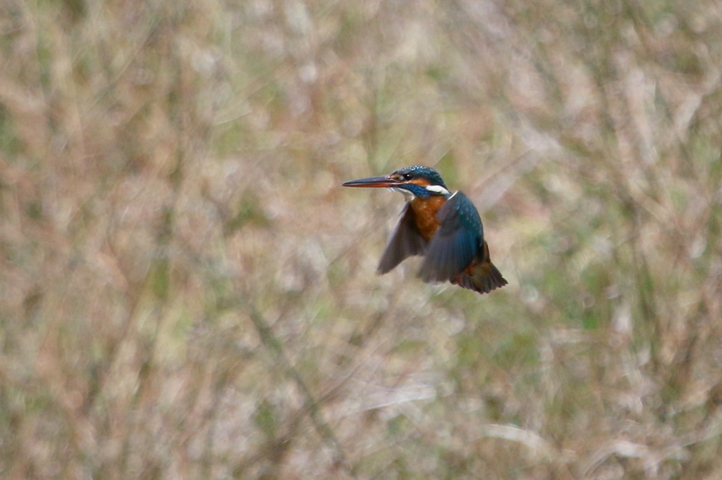 カワ子ちゃんホバ