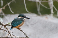 今日のチビカワ