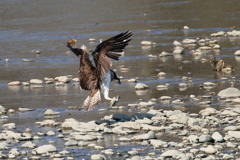 ミサゴとおちゃん４