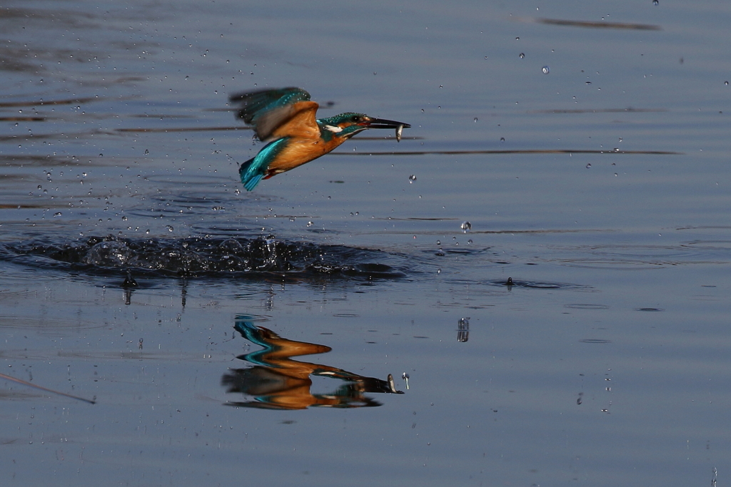 今日のカワ君２