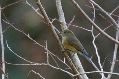 ルリビタキさん