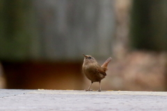 ミソサザイさん３