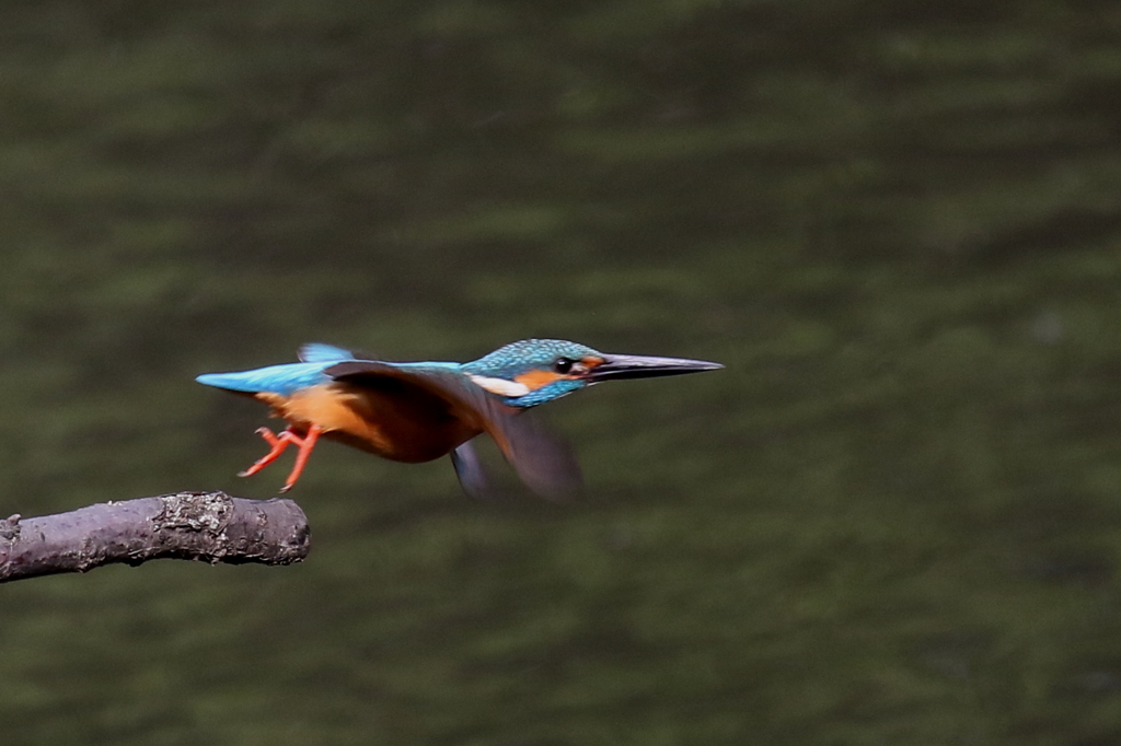 池の子２飛び出し