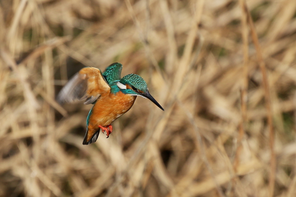 カワセミ君Ｓ面ホバ
