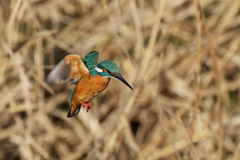 カワセミ君Ｓ面ホバ