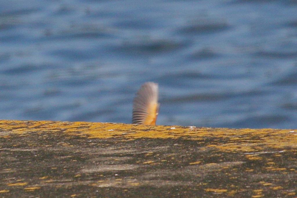 さてなんでしょう？