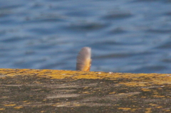 さてなんでしょう？