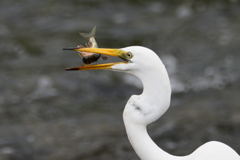 ダイサギとオイカワ