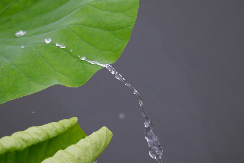 雨水