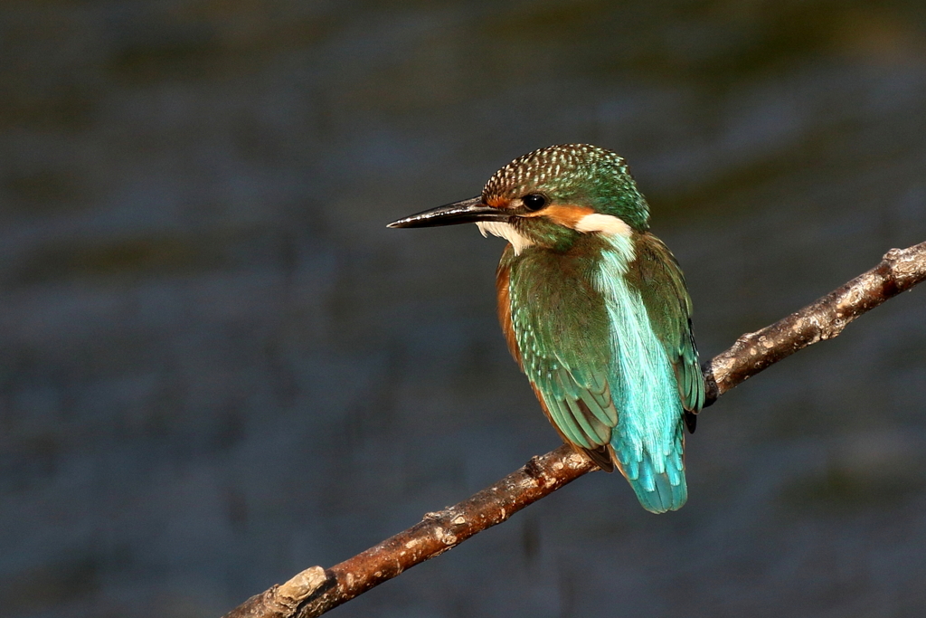 夕焼けカワちゃん