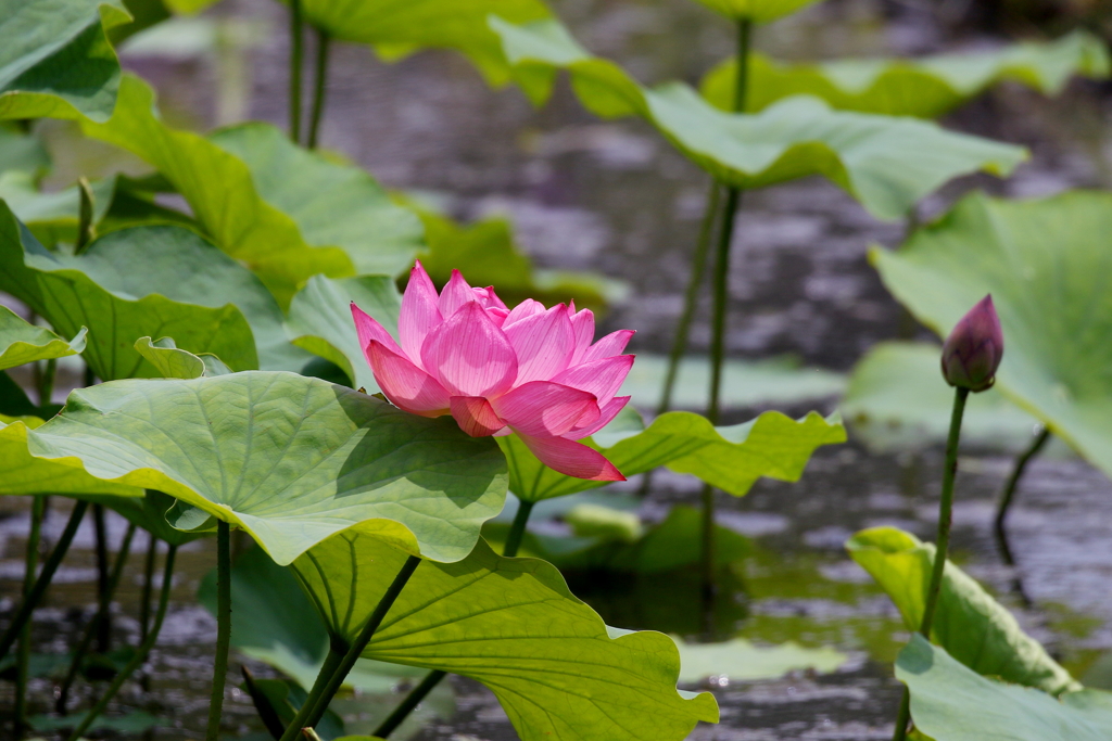 ハスの花