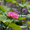 ハスの花