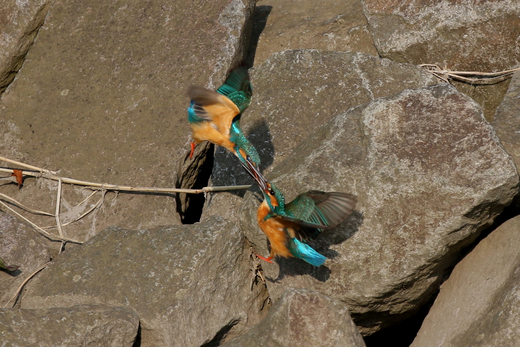 ケンカはやめて