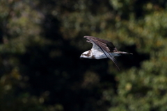 ミサゴさん１２