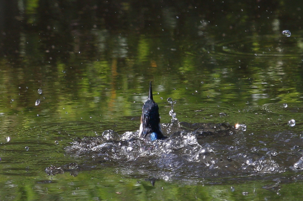 水浴びとおちゃん