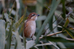 今日のモズ子さん