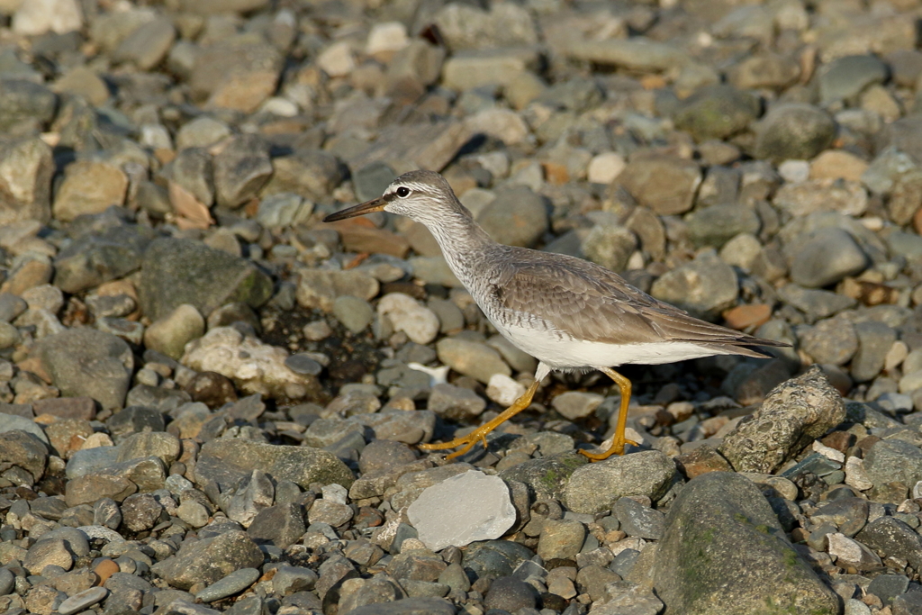 キアシシギさん２