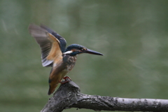 若セミトンボ４