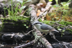 ゴジュウカラ３