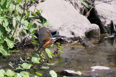 チビカワ１号　４