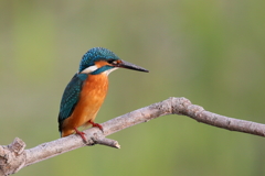 今日のカワ子ちゃん２