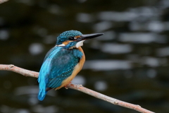 今日のカワ男君
