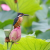 蓮池のパパ