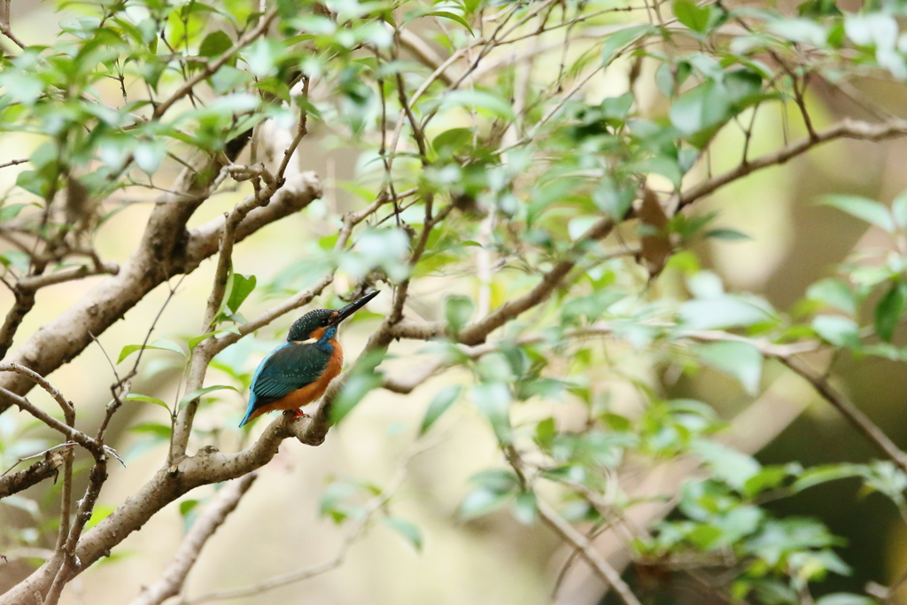 カワセミの居る風景２
