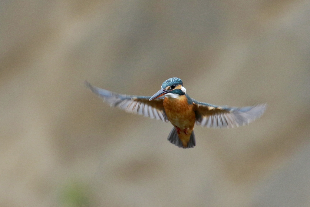 カワ子ちゃんホバ