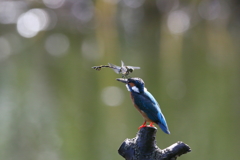 青い止まり木２