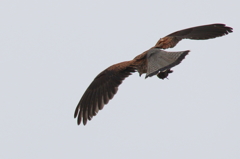 チュウゲンボウ