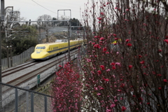 ドクターイエローとモモ