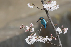 桜カワセミ２