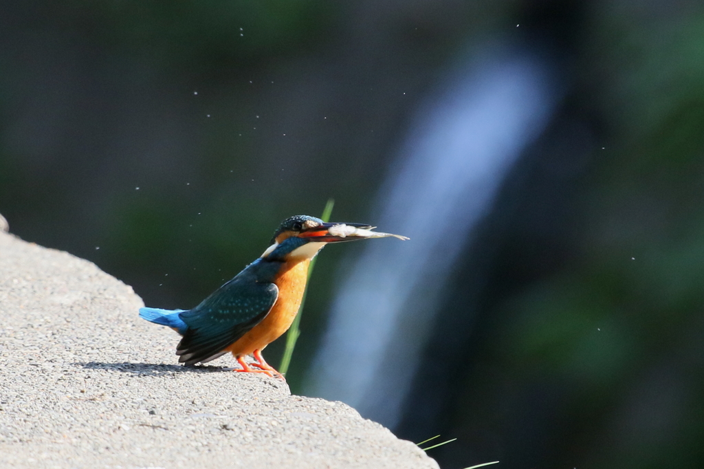 ひさしぶりの魚