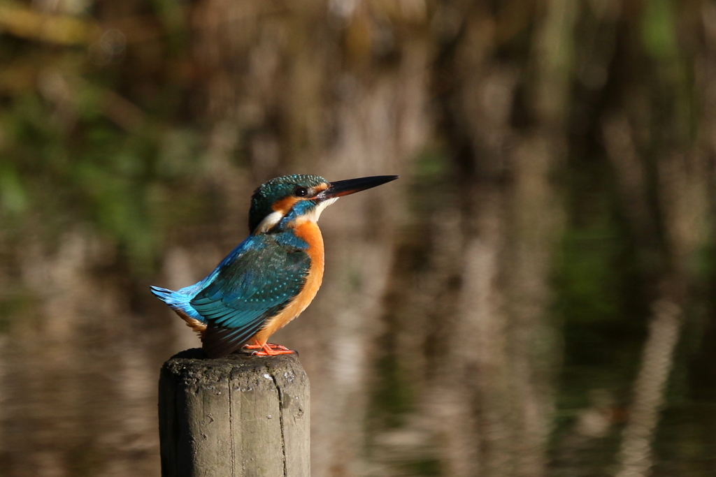 本日のカワちゃん