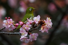 しあわせ