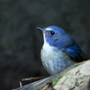 ルリ君２