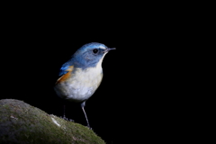 ルリ君１号　２